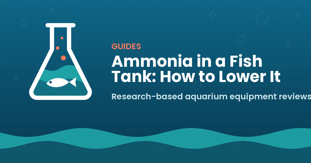 Ammonia in a Fish Tank: How to Lower It