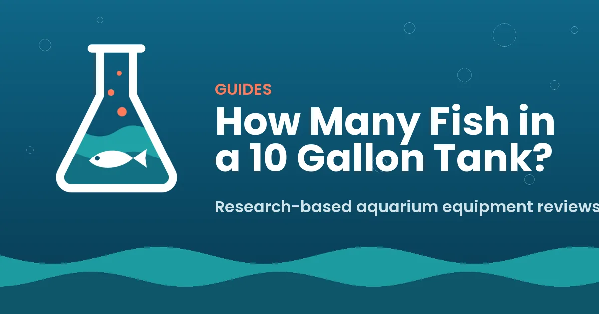 How Many Fish in a 10 Gallon Tank?